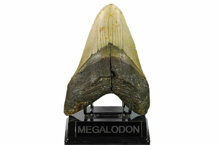 Huge, Fossil Megalodon Tooth - North Carolina #146783